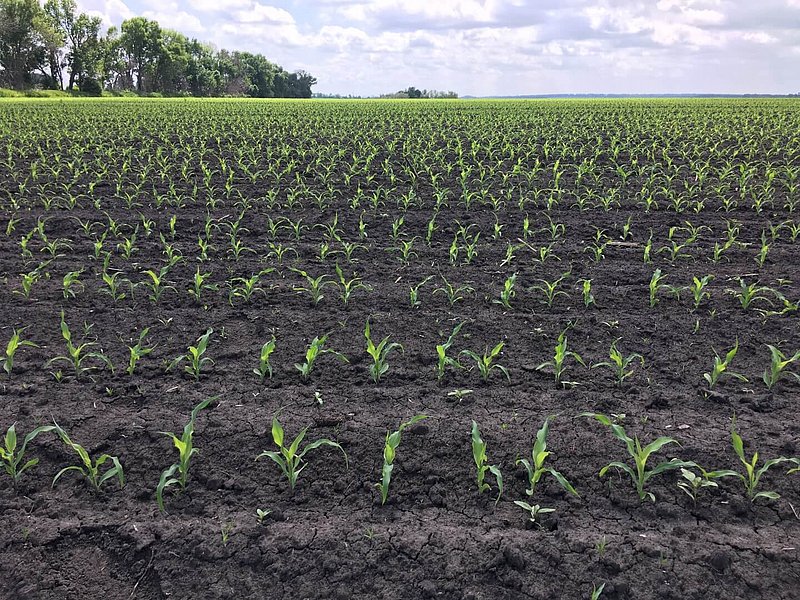 terraHORSCH EN 21-2020: Maize population sown with the AirVac system, VC 18 % (incl. gaps and double spots)