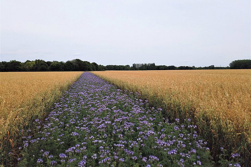 terraHORSCH 21-2020: Figure 4: A flowering strip of phacelia in an oat crop. Strips planted every 100m or so or around field margins can provide valuable habitat and food for predators and pollinators.  Source: David White