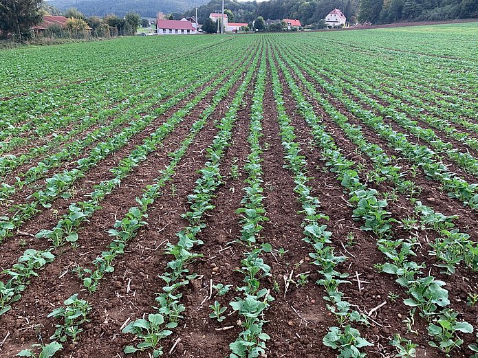 terraHORSCH EN 21-2020: Rape sown with a Maestro and a row spacing of 50 cm in the six-/eight-leaf stage.