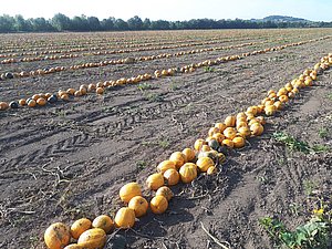 terraHORSCH 20-2020: Oil squashes are one of the special crops that are grown at the Bio-Landgut Esterhazy.