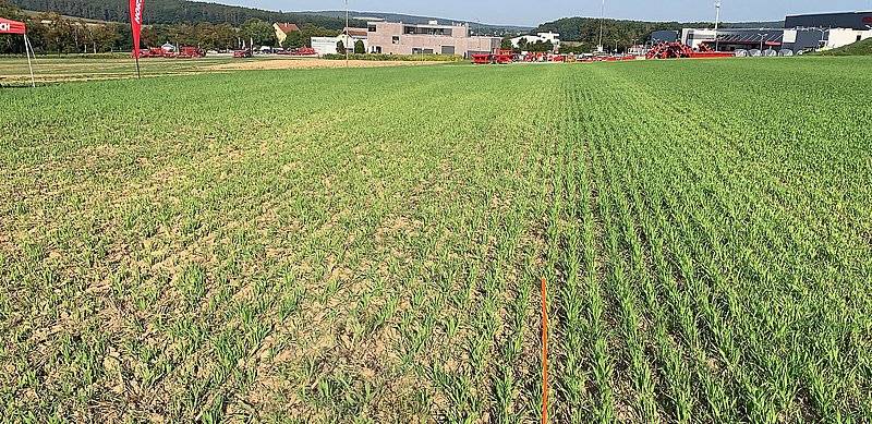 terraHORSCH EN 21-2020: Freshly harrowed wheat (left) and wheat that was harrowed the day before (right).