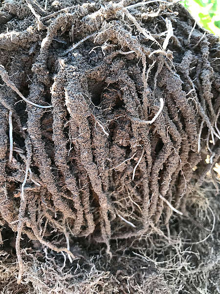 terraHORSCH 20-2020: Certain inputs such as biofertilisers or biostimulants can support soil microbiota encouraging the formation of rhizosheaths - a simple indicator of soil biological function. (Image: Mike Nestor)