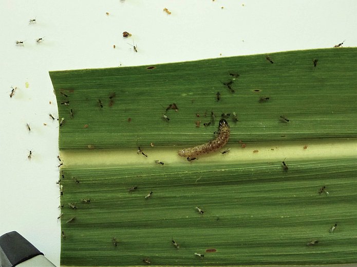 terraHORSCH 20-2020: The parasitic wasps eat the sugar cane borer.